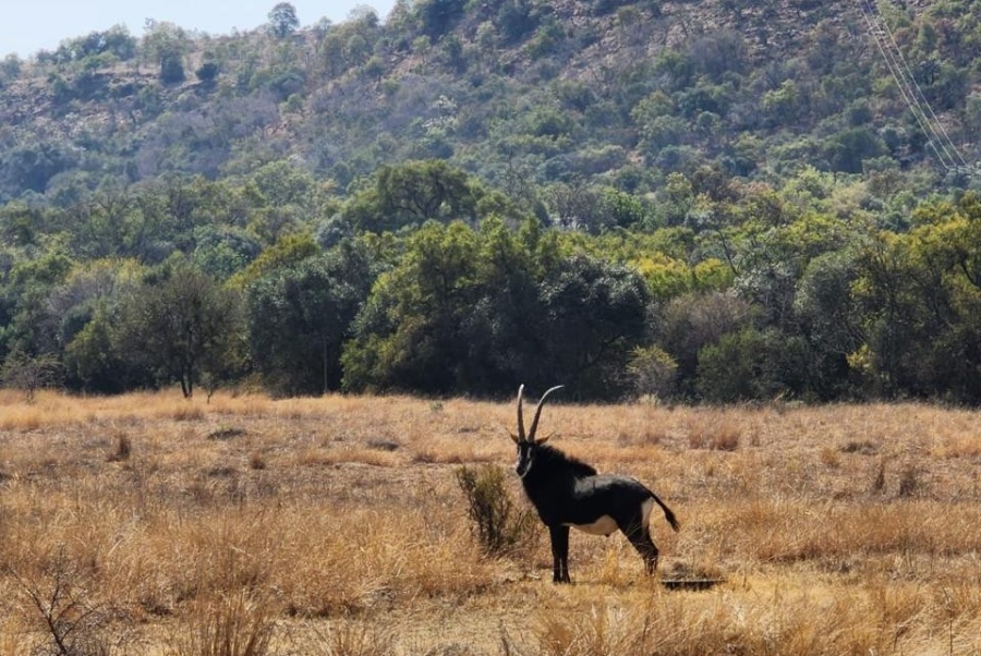 0 Bedroom Property for Sale in Swartruggens North West